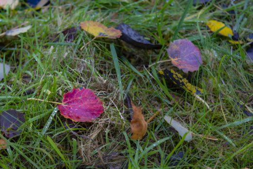 Hintergrundbild - Rotes Blatt im Herbst