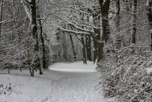 Hintergrundbild - Schneetreiben im Wald