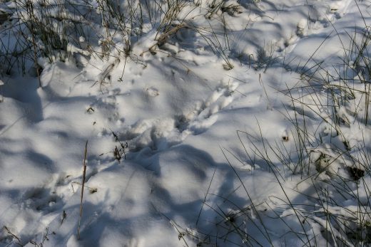 Hintergrundbild - Spuren im Schnee