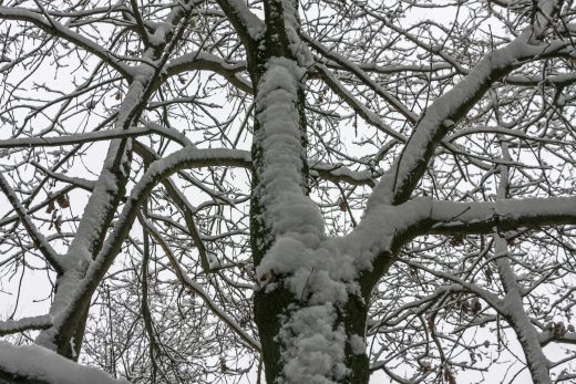 Hintergrundbild - Verschneite Baumkrone