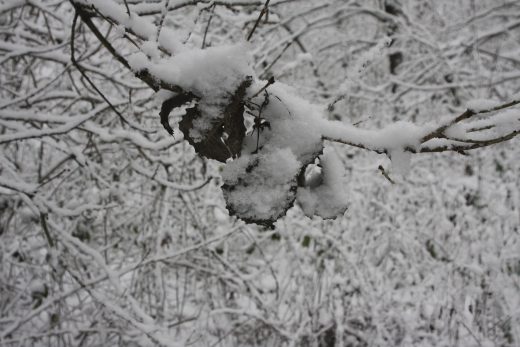 Hintergrundbild - Verschneite Blätter
