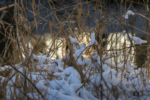 Hintergrundbild - Verschneite Gräser