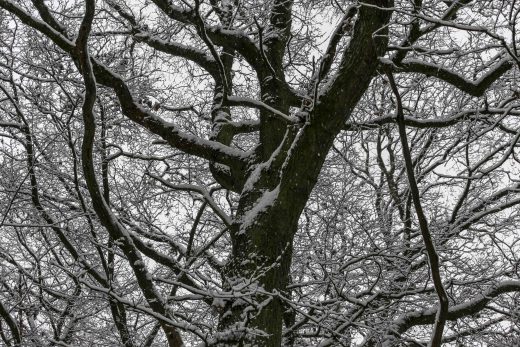 Hintergrundbild - Verschneiter Baum