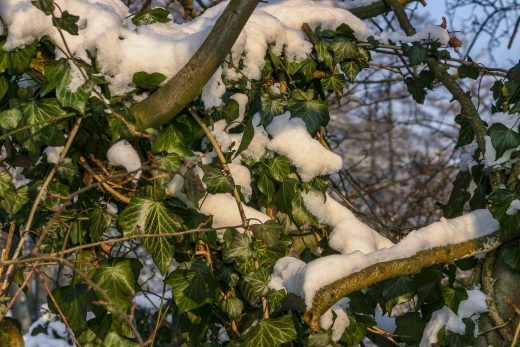 Hintergrundbild - Verschneiter Efeu