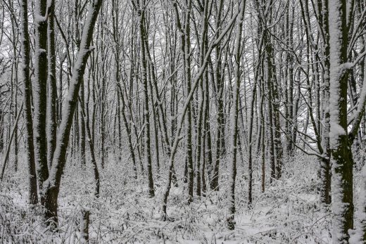 Hintergrundbild - Verschneiter Wald