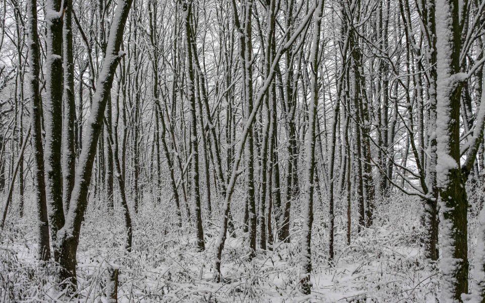 Hintergrundbild - Verschneiter Wald