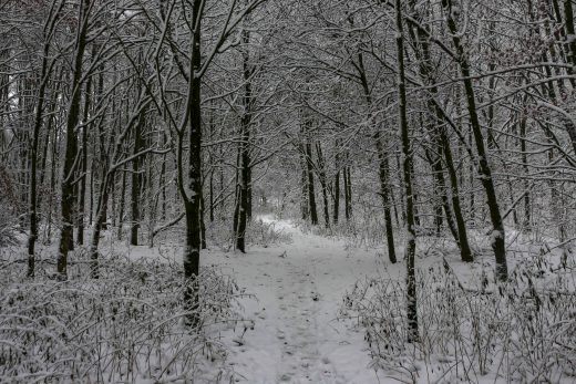 Hintergrundbild - Verschneiter Waldweg