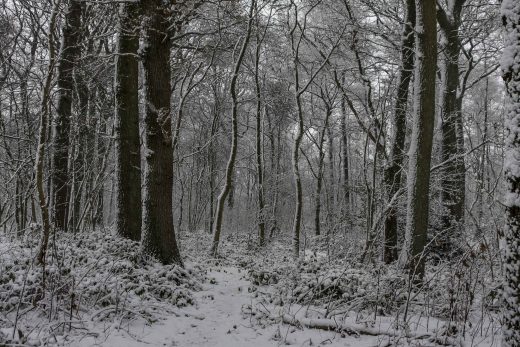 Hintergrundbild - Weg durch verschneiten Wald