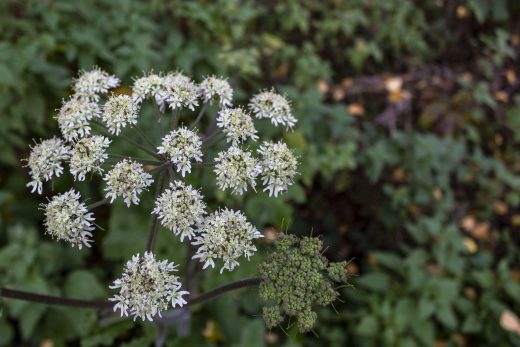 Hintergrundbild - Weiße Blüten im November