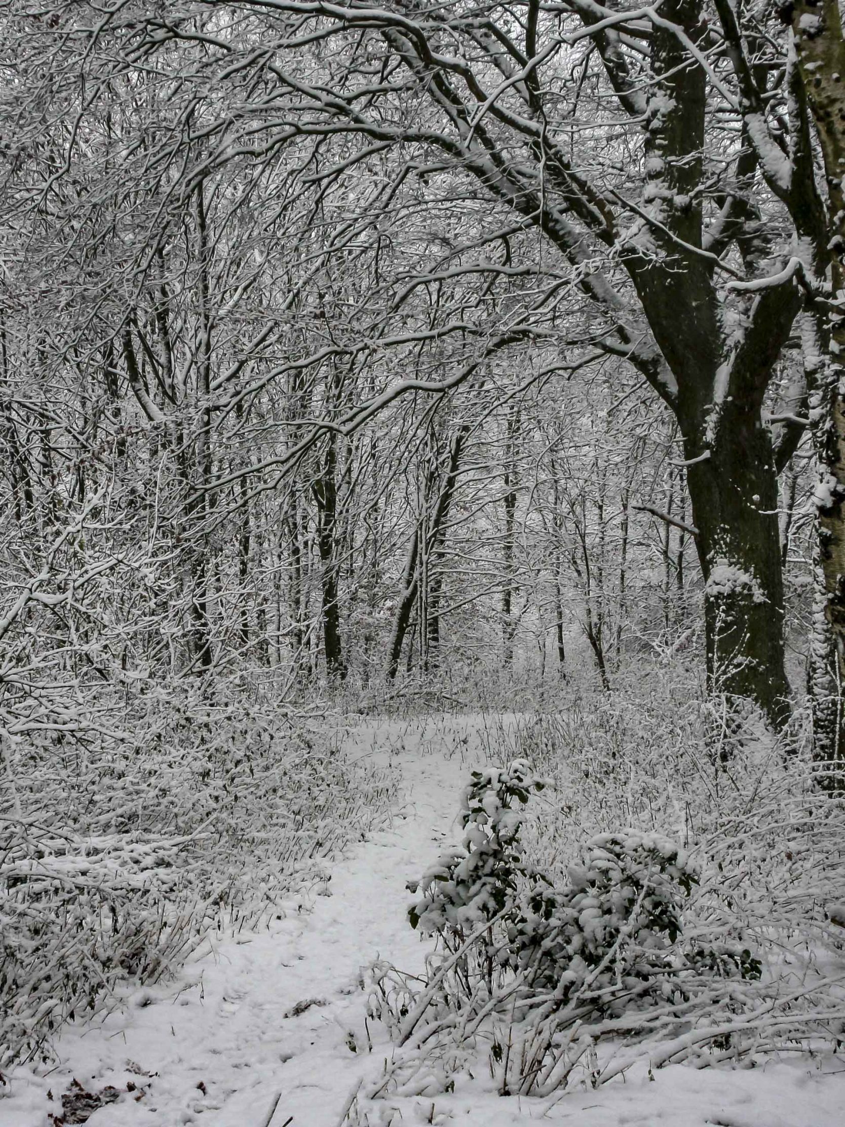 Hintergrundbilder Winter Im Wald