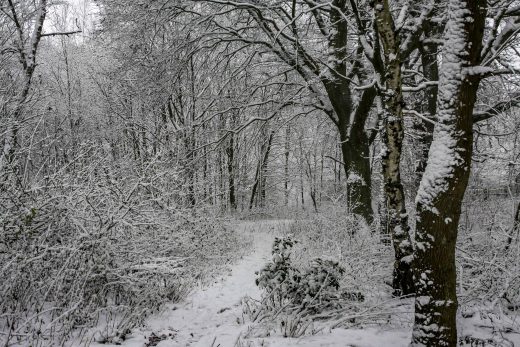 Hintergrundbild - Winter im Wald