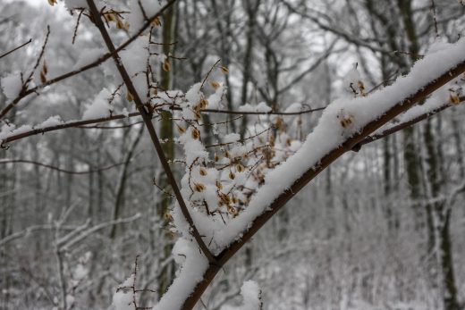 Hintergrundbild - Winterlicher Wald