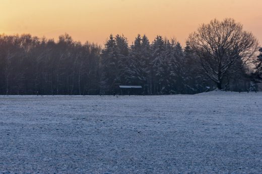 Hintergrundbild - Wintermorgen am Waldrand