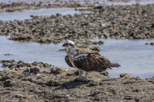 Hintergrundbilder - Fischadler am Felsenstrand