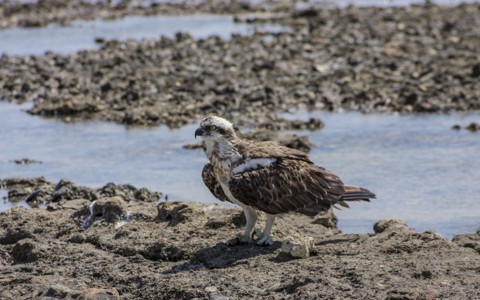 Hintergrundbilder - Fischadler am Felsenstrand