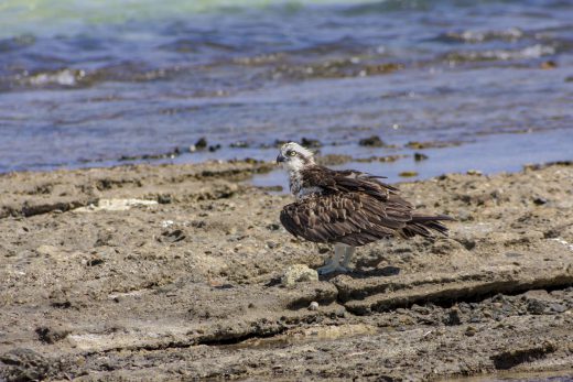 Hintergrundbilder - Fischadler am Roten Meer