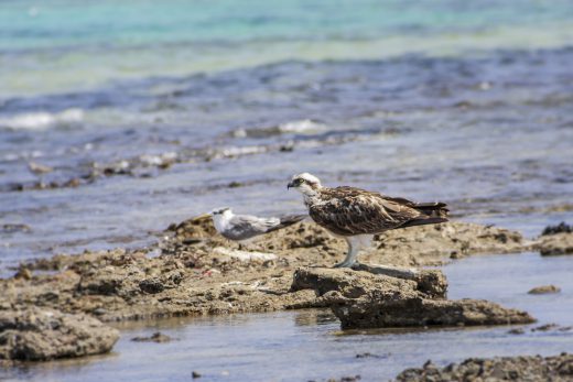 Hintergrundbilder - Fischadler und Möwe
