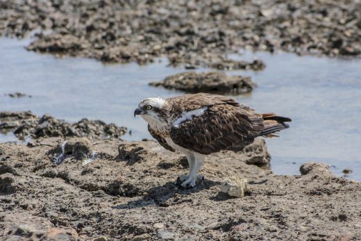 Hintergrundbilder - Fischadler vor dem Abflug