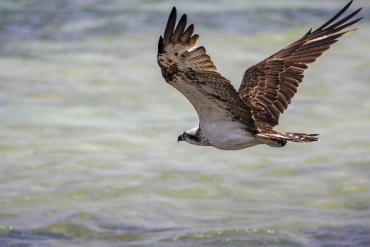 Hintergrundbilder - Fliegender Fischadler