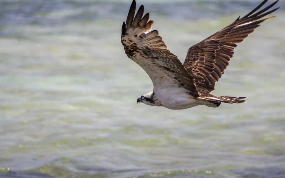 Hintergrundbilder - Fliegender Fischadler