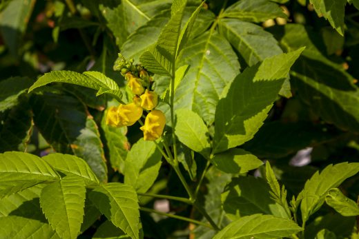 Hintergrundbilder - Gelbe Blüten mit viel Grün