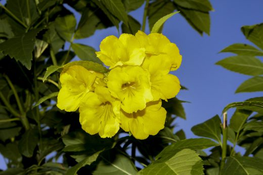 Hintergrundbilder - Große gelbe Blüte