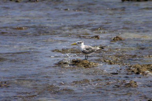 Hintergrundbilder - Möwe am Wasser