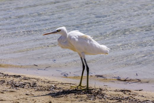 Hintergrundbilder - Nahaufnahme Ägyptischer Reiher