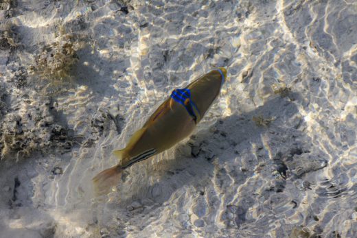 Hintergrundbilder - Picassofisch im Flachwasser