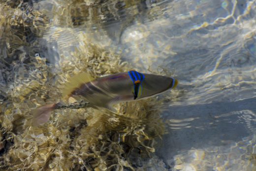 Hintergrundbilder - Picassofisch von oben