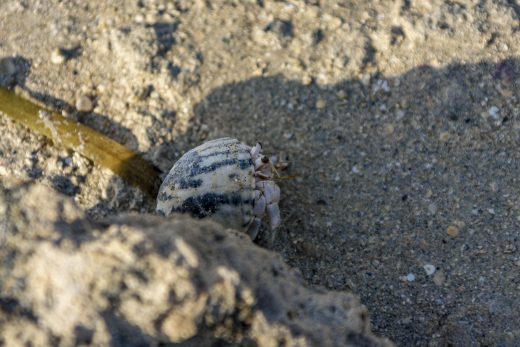 Hintergrundbilder - Versteckter Einsiedlerkrebs