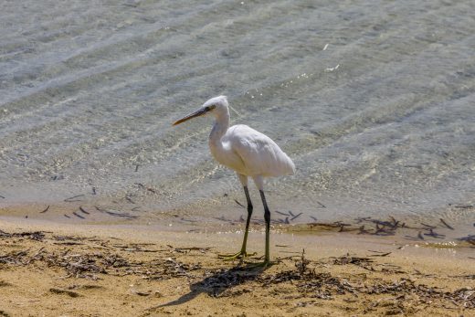Hintergrundbilder - Weißer Ägyptischer Reiher