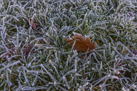 Hintergrundbilder - Wiese mit Raureif