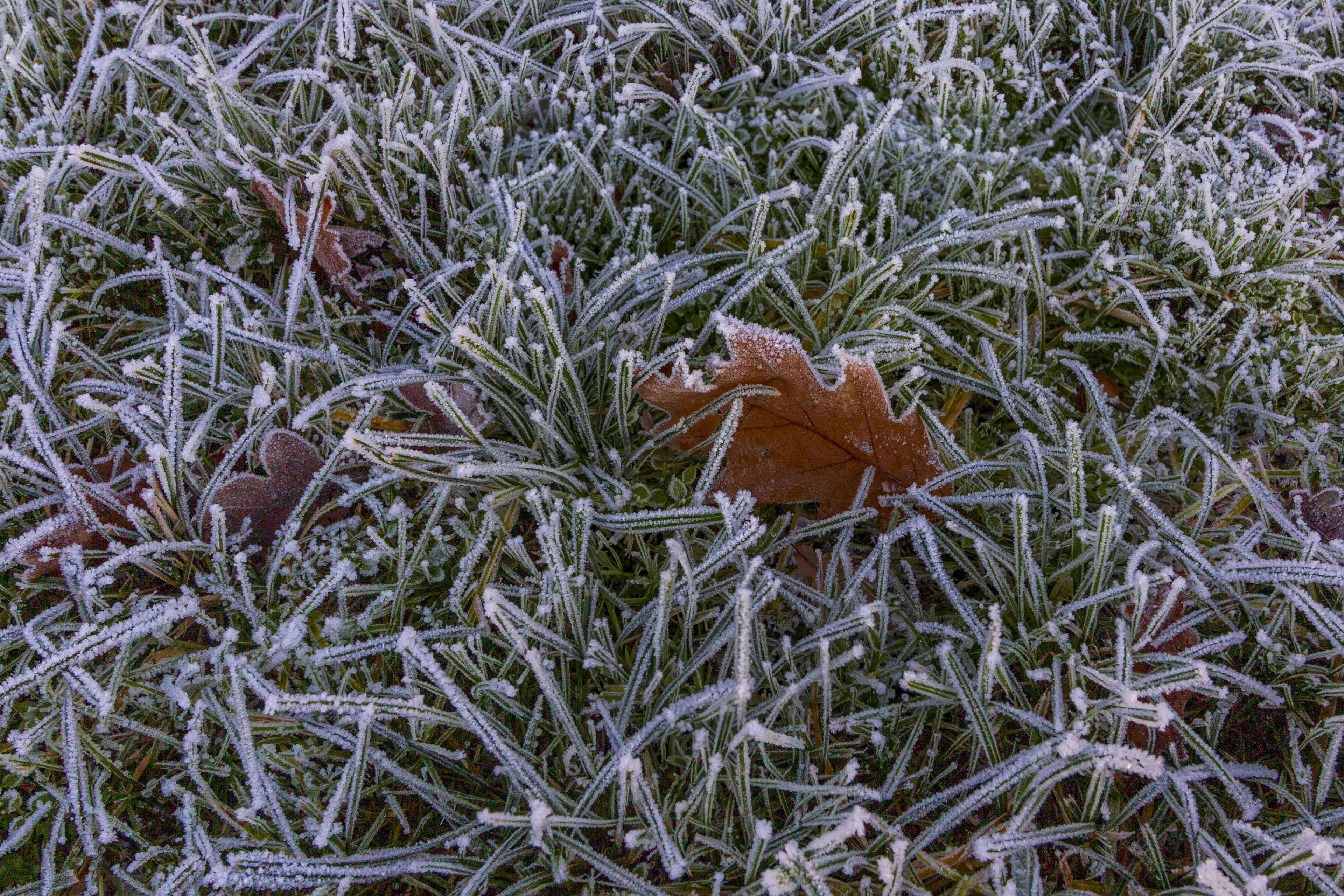 Hintergrundbilder – Wiese mit Raureif