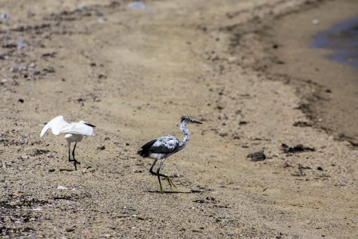 Hintergrundbilder - Zwei Reiher am Strand
