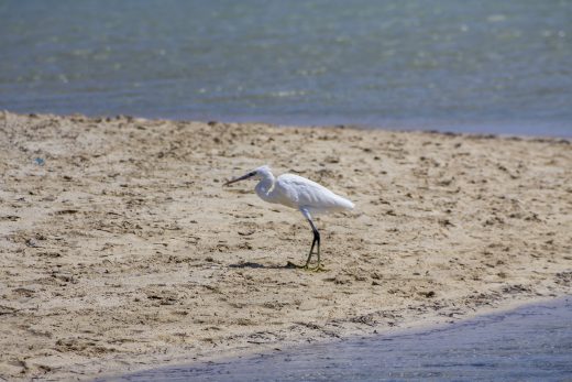 Hintergrundbilder - gyptischer Reiher am Strand