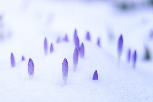 Hintergrundbilder - Krokusse im Schnee