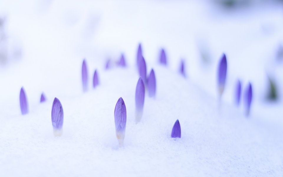 Hintergrundbilder - Krokusse im Schnee