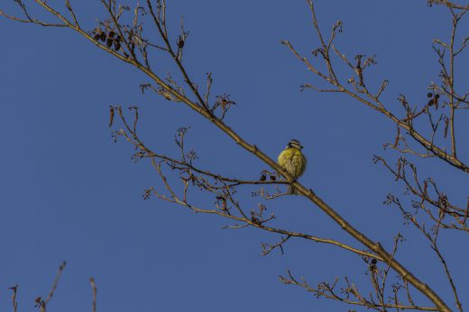 Hintergrundbilder - Blaumeise im Abendlicht
