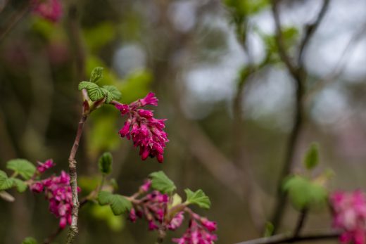 Hintergrundbilder - Blutjohannisbeere Nahaufnahme