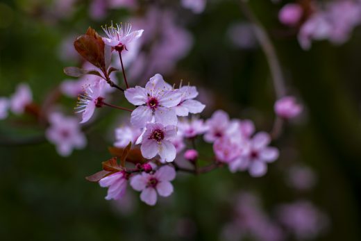 Hintergrundbilder - Blüten der Blutpflaume Nahaufnahme