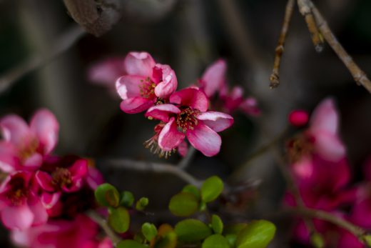 Hintergrundbilder - Blüten einer Zierquitte