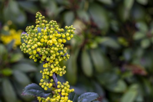 Hintergrundbilder - Gewöhnliche Mahonie Nahaufnahme