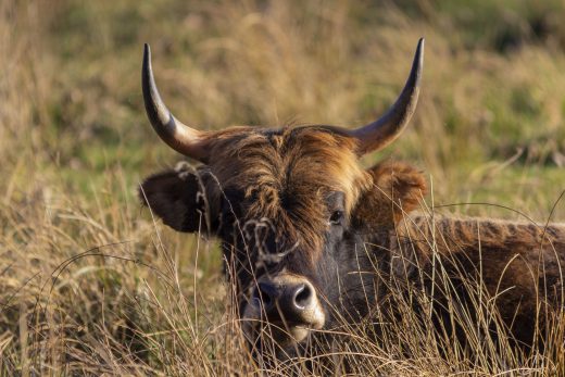 Hintergrundbilder - Heckrind im hohen Gras