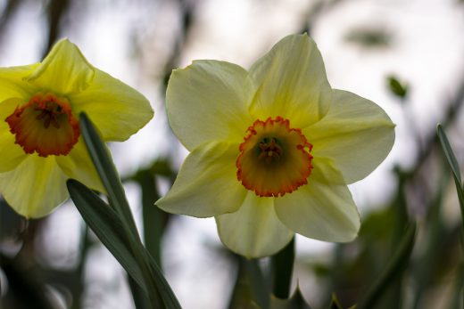 Hintergrundbilder - Hübsche Osterglocken