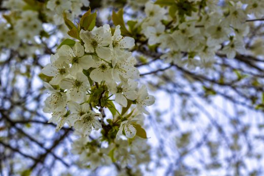 Hintergrundbilder - Kirschblüten im Frühling I