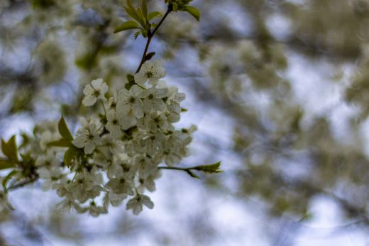 Hintergrundbilder - Kirschblüten im Frühling II