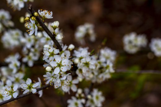 Hintergrundbilder - Kirschblüten im Frühling III