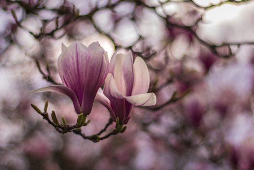 Hintergrundbilder - Magnolien im Abendlicht - Frühling 2019
