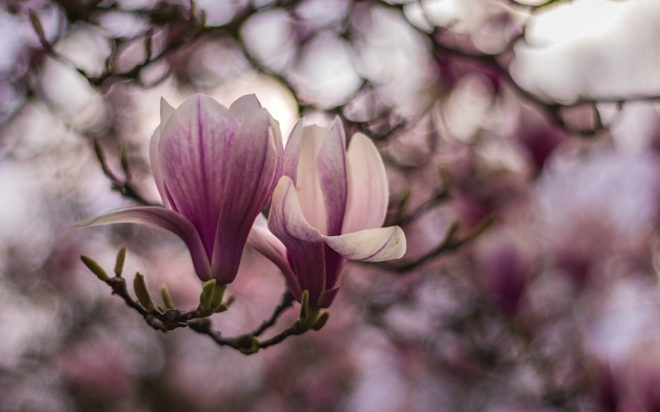 Hintergrundbilder - Magnolien im Abendlicht - Frühling 2019